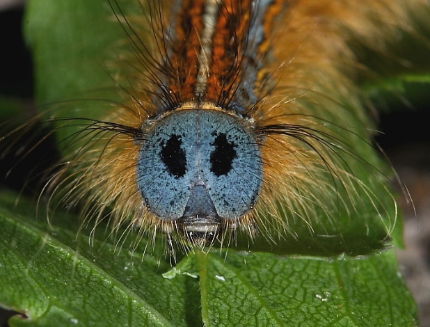 ginger caterpillar life cycle