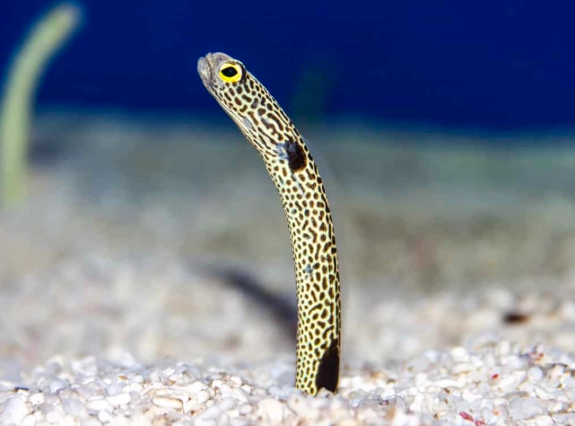 baby eel care