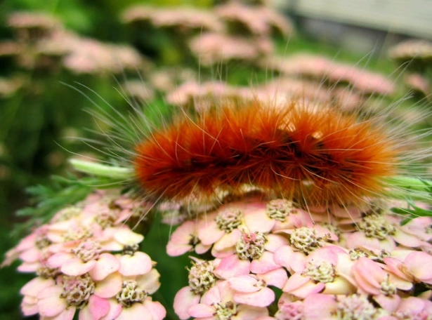 ginger caterpillar life cycle