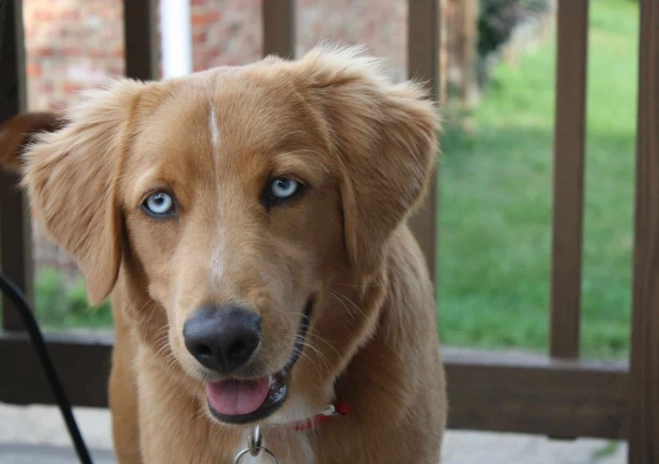 golden retriever husky mix