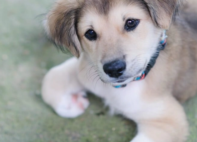 golden retriever husky mix