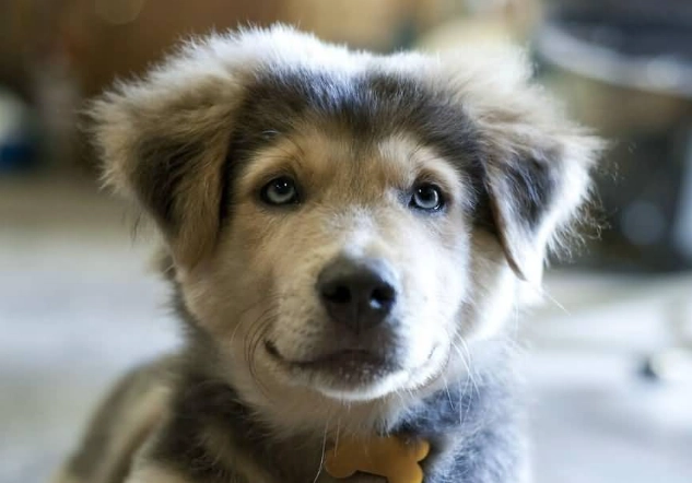 golden husky mix