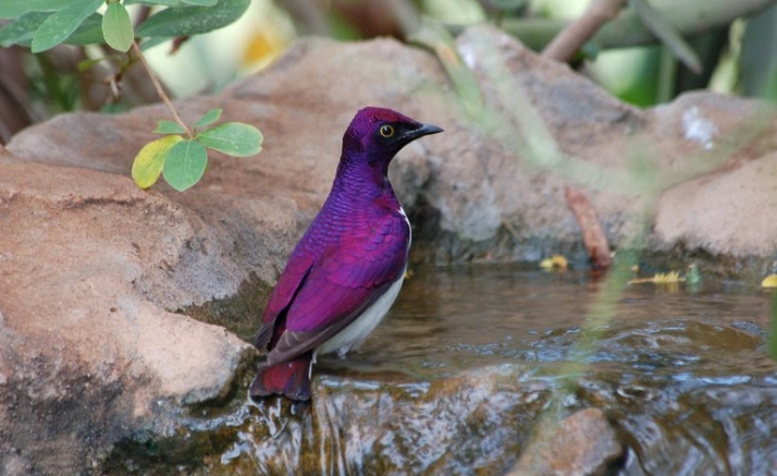 purple glossy starling
