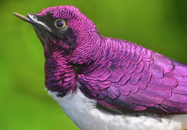 purple glossy starling