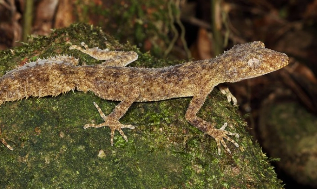 leaf-tailed gecko care