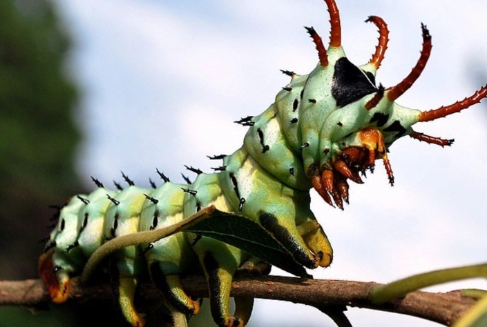 regal moth caterpillar