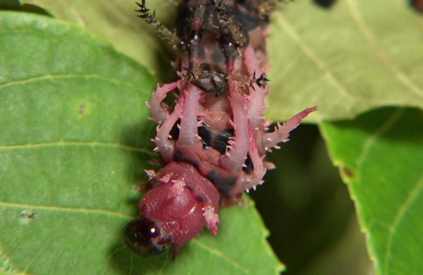 regal moth caterpillar