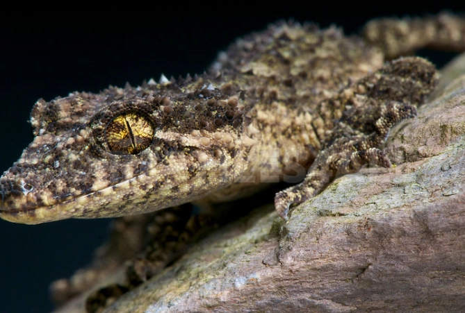 leaf-tailed gecko care