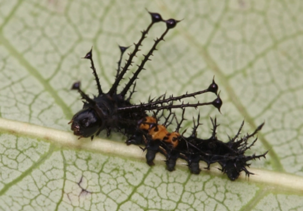 hickory horned devil caterpillar care