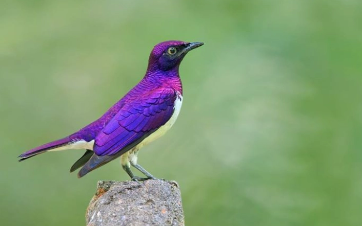 purple glossy starling
