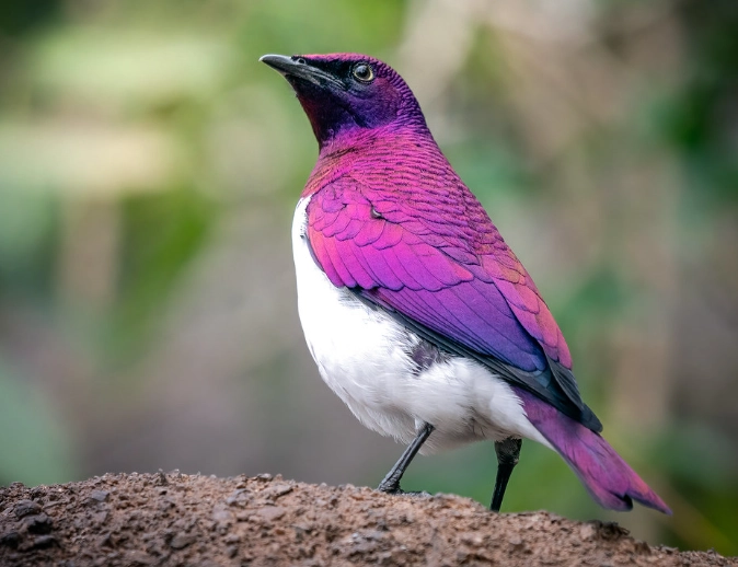 where to see amethyst starling