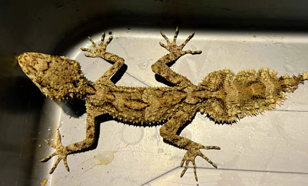 Sydney gecko spotting