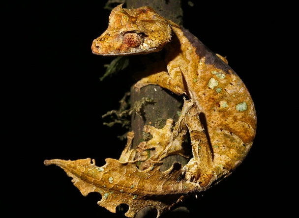 Southern Leaf-tailed Gecko Sydney