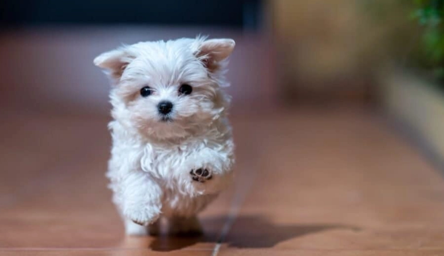smallest dog breeds