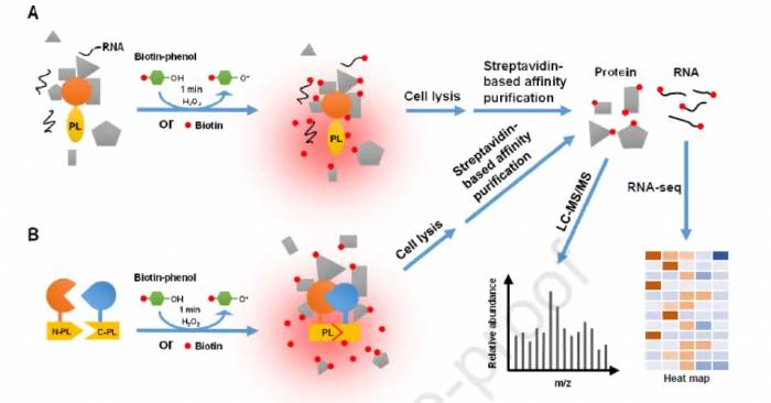 Tsinghua scholars have developed a new proximity labeling technique, providing i