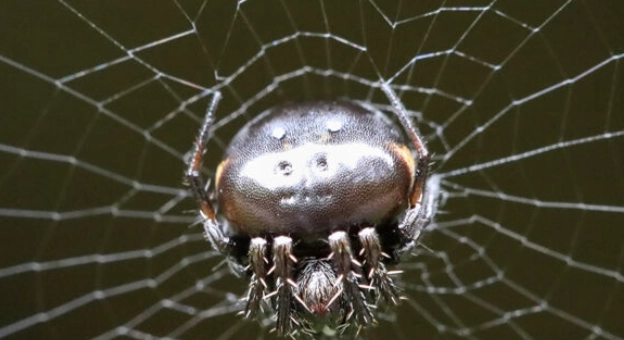 Happy Face Spider Hawaii