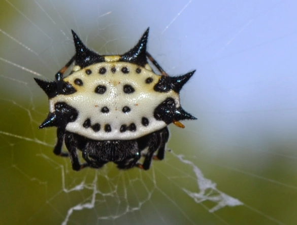 Black Spider with Smiley Face