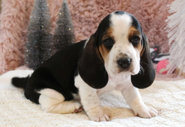 Basset hound mix breeds