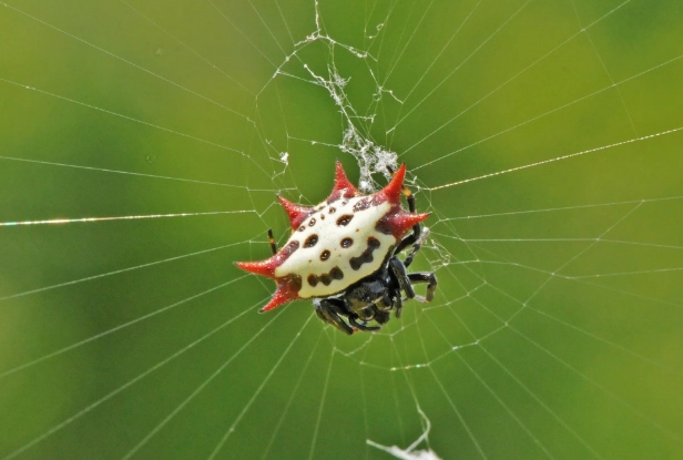 Smiley Face Spider Black
