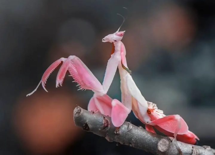 Orchid mantis pet Orchid mantis pet