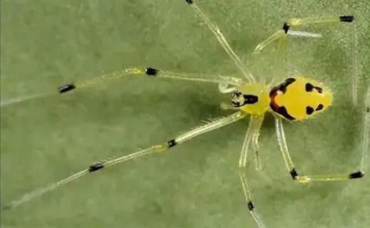 smiley face spider real