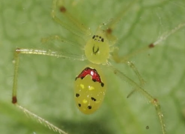 Hawaiian happy face spider