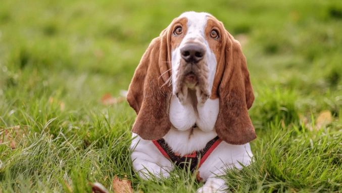 basset hound mixed with