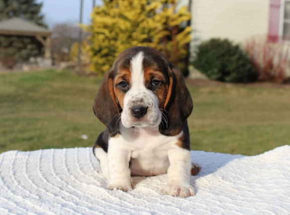 adopting a Basset mix