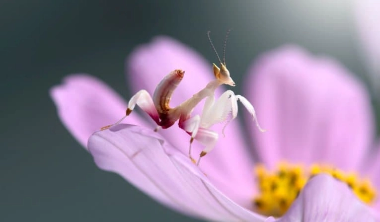 Keeping orchid mantis Keeping orchid mantis