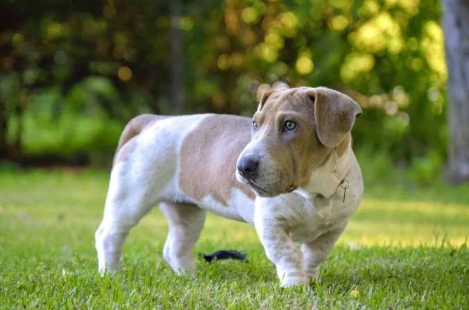 basset hound mix breeds