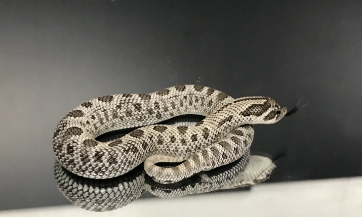 Axanthic Hognose for sale Axanthic Hognose for sale