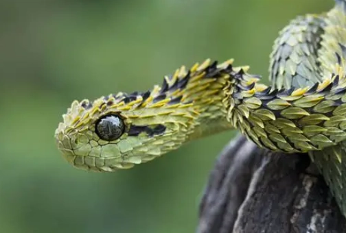 bush viper care