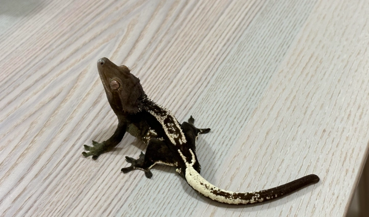 Axanthic crested gecko care Axanthic crested gecko care