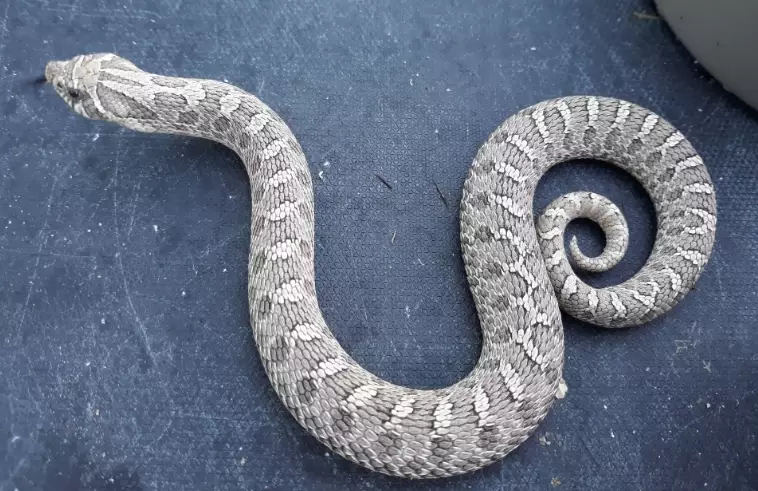 Axanthic Hognose for sale Axanthic Hognose for sale