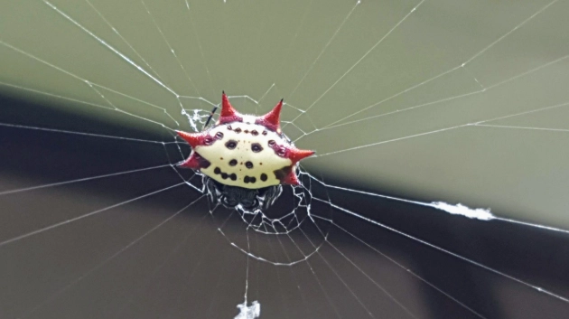Smiley Face Spider Black