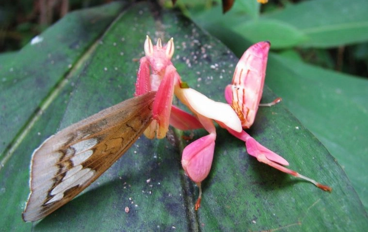 Orchid mantis care Orchid mantis care