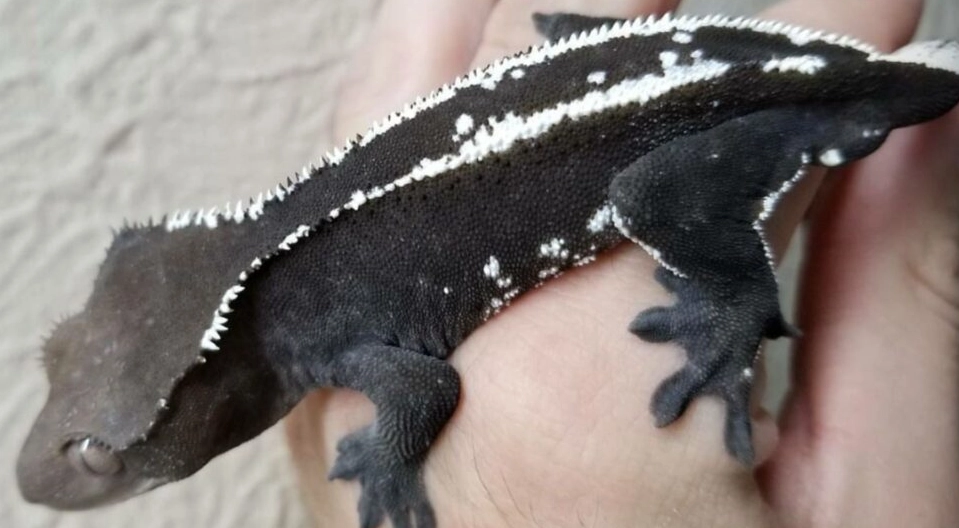 Axanthic crested gecko for sale Axanthic crested gecko for sale