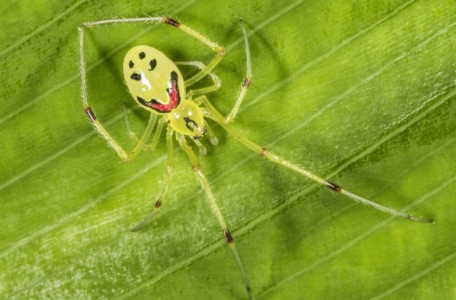 Hawaiian happy face spider
