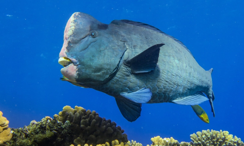 Bumphead parrotfish