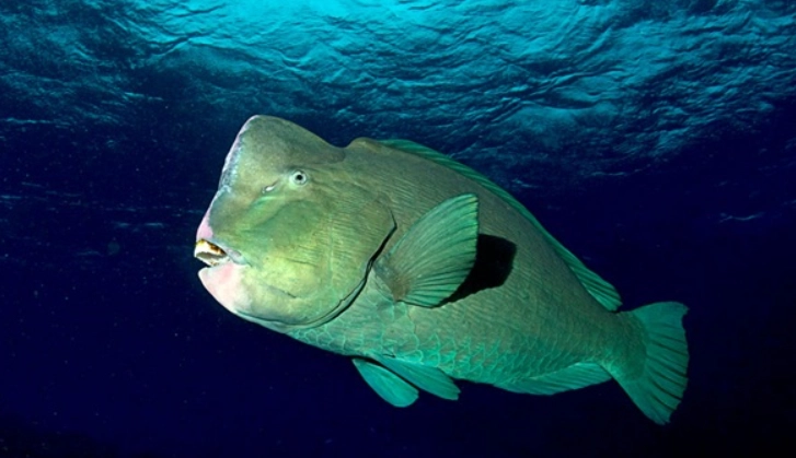 Bolbometopon muricatum life expectancy Bolbometopon muricatum life expectancy