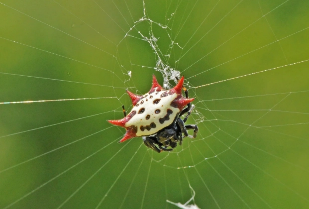 smiley face spider real