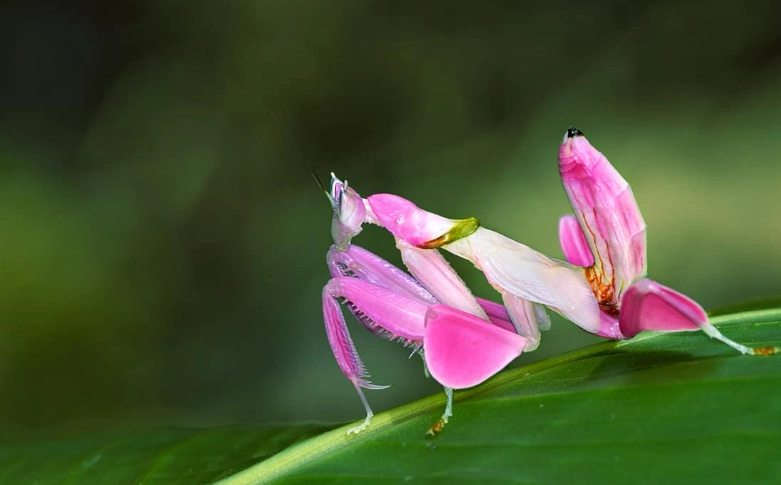 Orchid mantis pet Orchid mantis pet