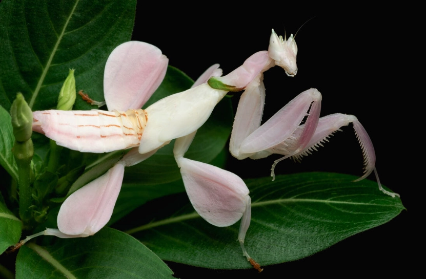 Keeping orchid mantis Keeping orchid mantis