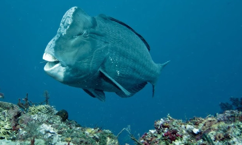 Bumphead parrotfish