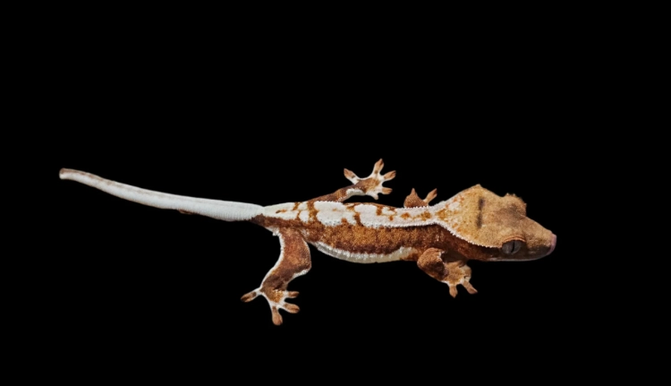 Crested gecko morphs Crested gecko morphs