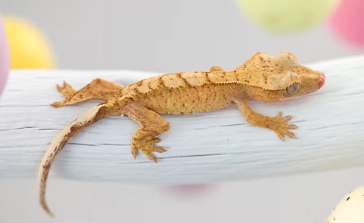 Axanthic crested gecko care Axanthic crested gecko care