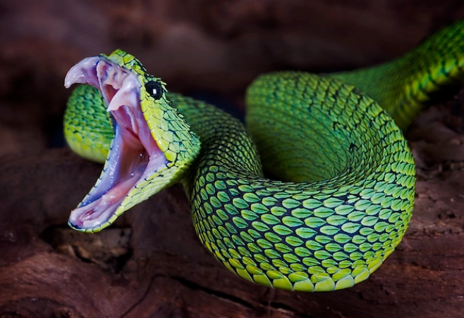 bush viper care