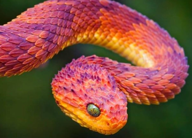 are bush vipers venomous