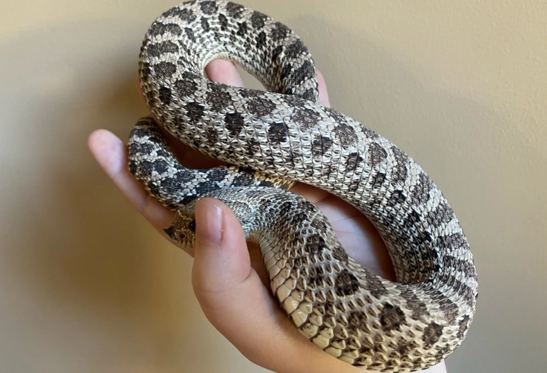 Hognose snake care Hognose snake care