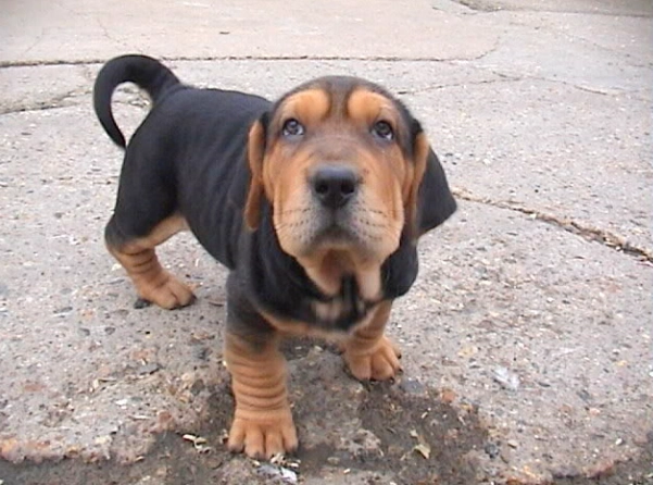 adopting a Basset mix